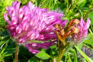 Red Clover - Western Isles Flora