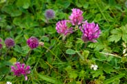 Red Clover - Western Isles Flora
