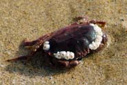 Red Crab - Hebrides - Isle of Lewis