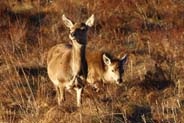 Red Deer - Scotland