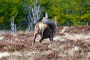 Red Deer - Isle of Lewis - Hebrides Wildlife Photographs