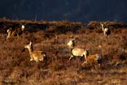 Red Deer  -  Wildlife Sightings