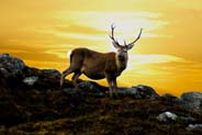 Red Deer Stag - Isle of Harris - Western Isles Wildlife