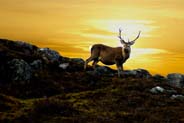 Stag - Western Isles Wildlife 