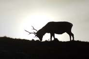 Deer Stag - Isle of Lewis
