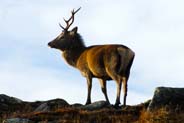 Red Deer - Isle of Harris
