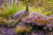 Red Grouse -  Isle of Lewis Birds