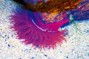 Sea Anemone - Western Isles Marine Wildlife Photos