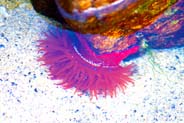Photo of Sea Anemone - Mangersta Beach Western Isles