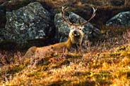 Stag  - Isle of Harris