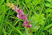Red Bartsia flowers - Western Isles Flora
