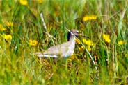 Redshank at Balallan in June 