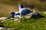 Pigeons  - Hebrides Photos