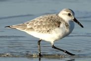 Bird Sightings -Isle of Harris - Western Isles