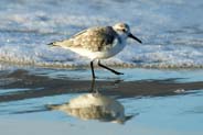Sanderling - Birds of the Hebrides