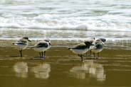 Sanderlings feeding as the tide goes in and out - Western Isles