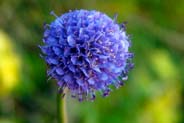 Scabious - Western Isles Flora