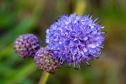 Scabious -   Hebridean Wildflowers - Western Isles Flora