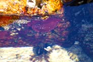 Sea Anemone -  Marine Wildlife Sightings - Isle of Harris