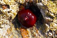 Sea Anemone - Western Isles Marine Wildlife