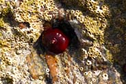 Sea Anemone - Western Isles