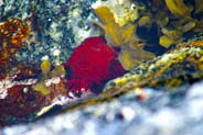 Tolsta Beach - Sea Anemone - Western Isles