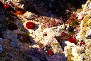 Sea Anemones - Lewis