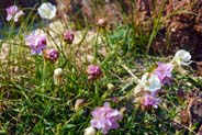 Sea Campion & Thrift - Hebridian Flowers