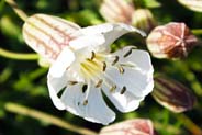 Sea Campion -  Hebrides Flowers