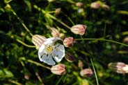 Sea Campions - wildflowers  - Hebrides Flora