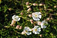 Photo of Hebrides wildflowers - the sea campions pn the beach at Ghioradail