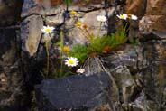 Sea Mayweed - White Wildflowers -   Hebridean Wildflowers - Western Isles Flora