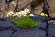 Sea Mayweed - Hebrides Flowers