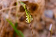 Sea Plantain - Western Isles Flora