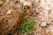 Yellow -  Hebridean Wildflowers - Western Isles Flora