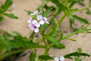 Pink Wildflowers - Sea Rocket - Hebrides Flowers