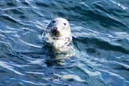 Butt of Lewis - Seal - Western Isles