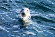  Western Isles Seals Photo - at Butt of Lewis