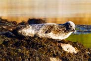 Seal - Isle of Harris - Western Isles Photos