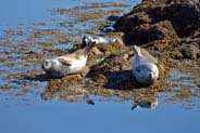 Isle of Harris Photographs - Seals - Western Isles