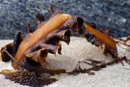 Western Isles Photos - Seaweed - Isle of Lewis