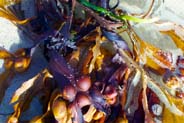 Bladder Wrack and Seaweed at Bosta -  Hebrides Photos