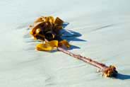 Seaweed  - Hebrides 
