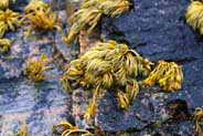 Isle of Lewis - Hebrides Photos - Seaweed - Western Isles 