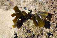 Western Isles Photos - Seaweed - Isle of Lewis