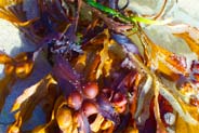 Seaweed -  Hebrides Photos
