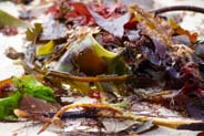  Isle of Lewis Seaweed