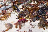 Isle of Lewis - Hebrides Photos - Seaweed - Western Isles 