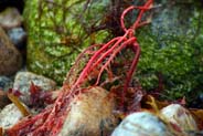 Seaweed -  Western Isles 