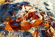 Seaweed  - Isle of Harris Photos  - Western Isles 